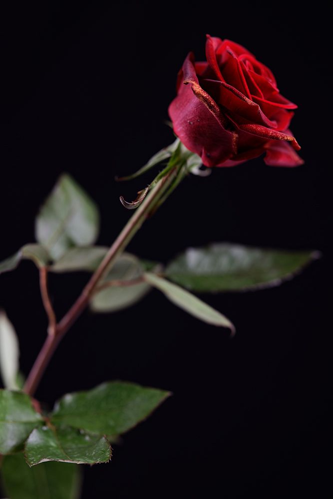 Red Rose art print by Engin Akyurt for $57.95 CAD