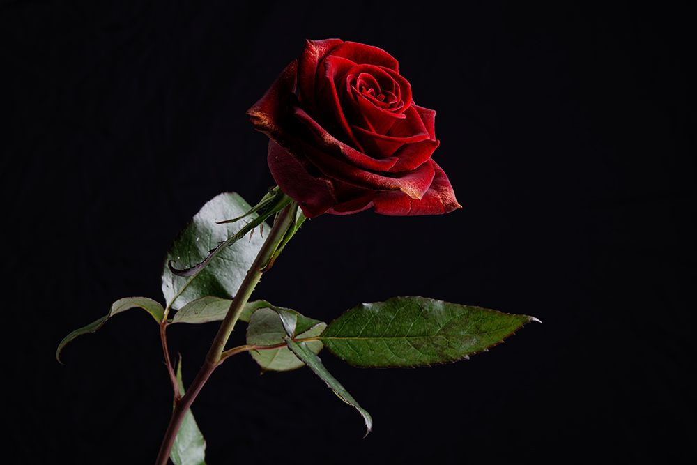 Red Rose art print by Engin Akyurt for $57.95 CAD