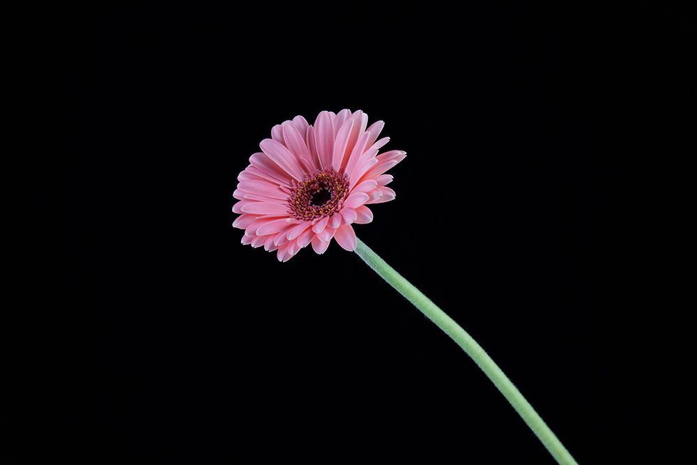 Beautiful Flower In Front Of Black Background art print by Engin Akyurt for $57.95 CAD