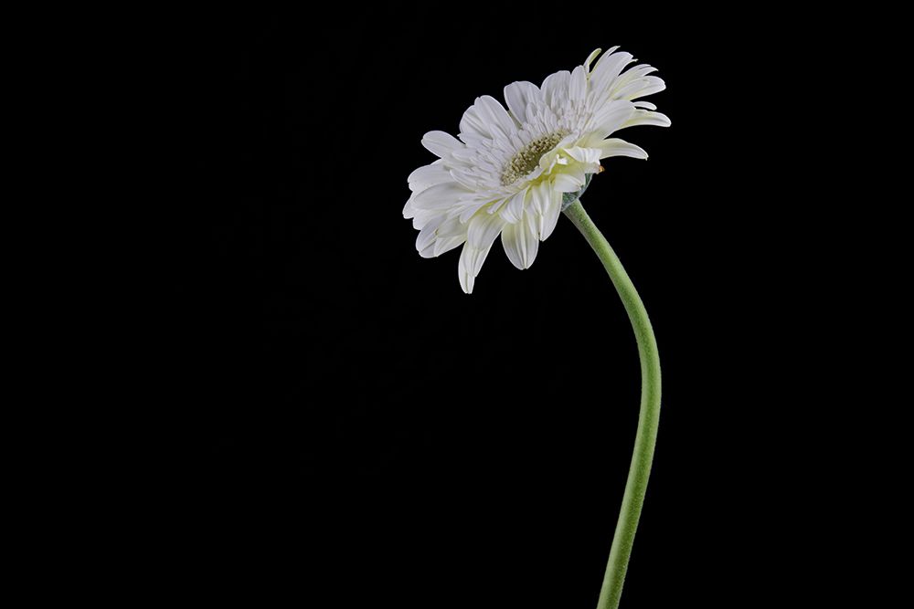 Beautiful Flower In Front Of Black Background art print by Engin Akyurt for $57.95 CAD