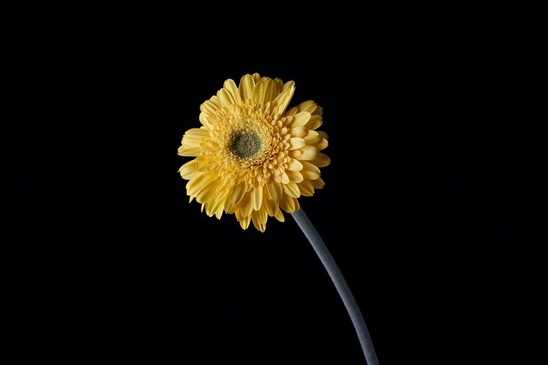 Beautiful Flower In Front Of Black Background art print by Engin Akyurt for $57.95 CAD