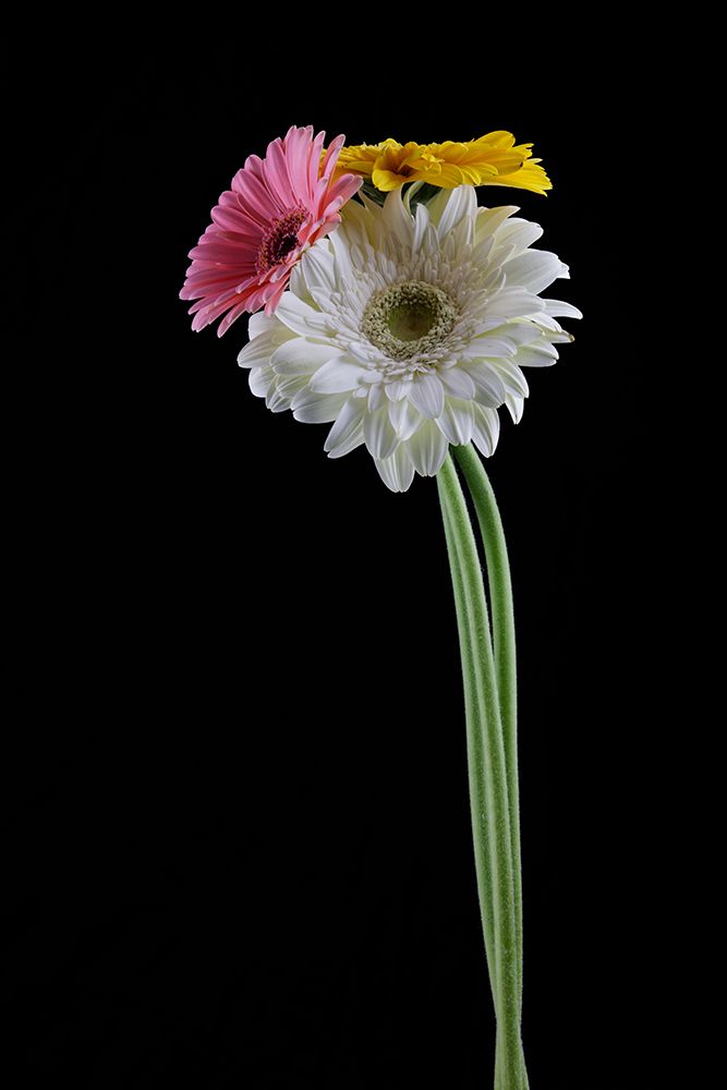 Beautiful Flower In Front Of Black Background art print by Engin Akyurt for $57.95 CAD