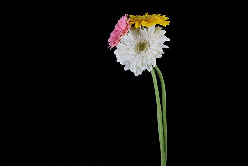Beautiful Flower In Front Of Black Background art print by Engin Akyurt for $57.95 CAD