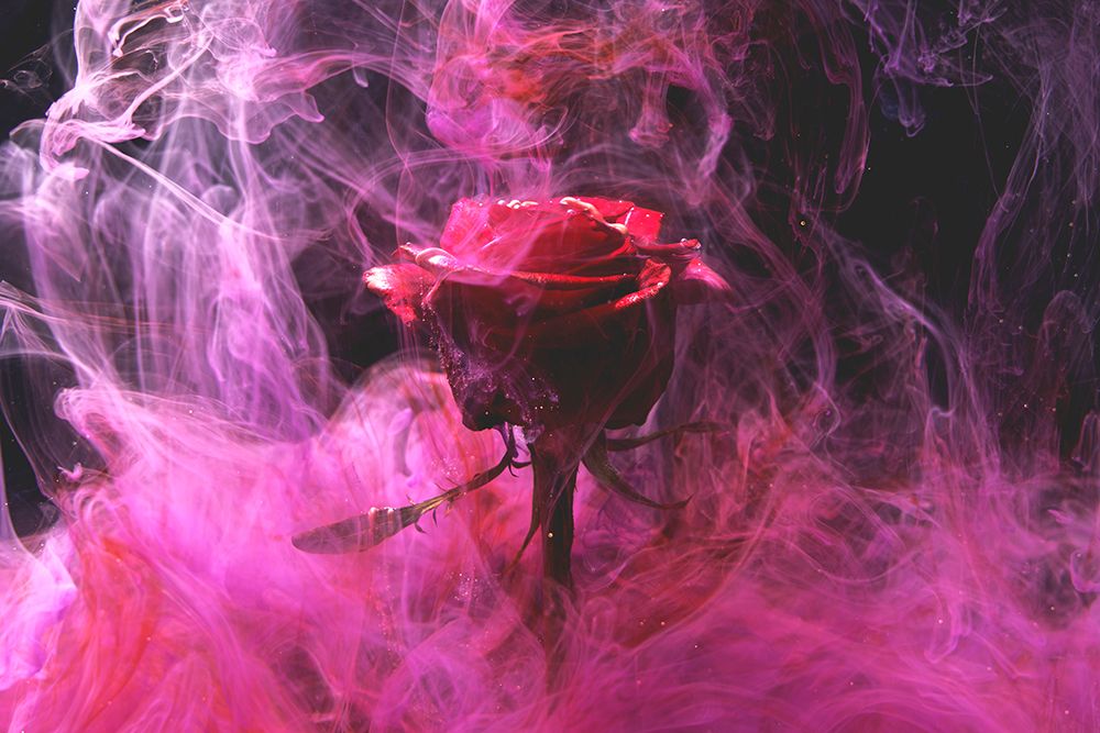 Red Rose And Ink In Water art print by Engin Akyurt for $57.95 CAD