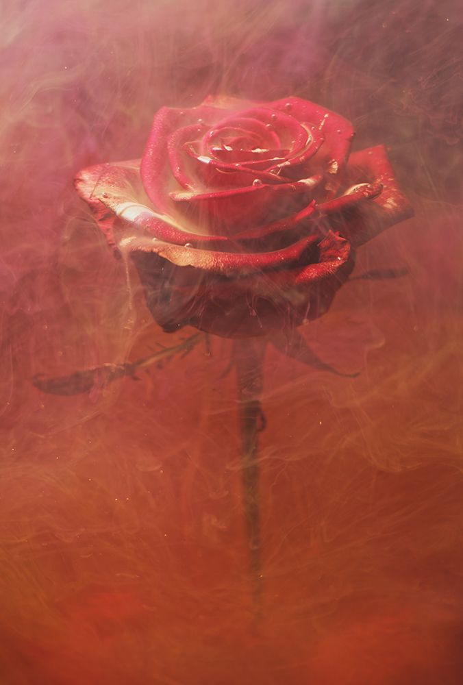 Red Rose And Ink In Water art print by Engin Akyurt for $57.95 CAD