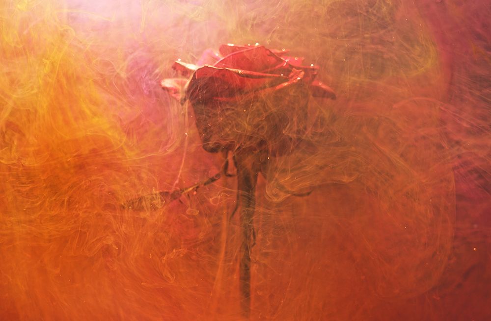 Red Rose And Ink In Water art print by Engin Akyurt for $57.95 CAD