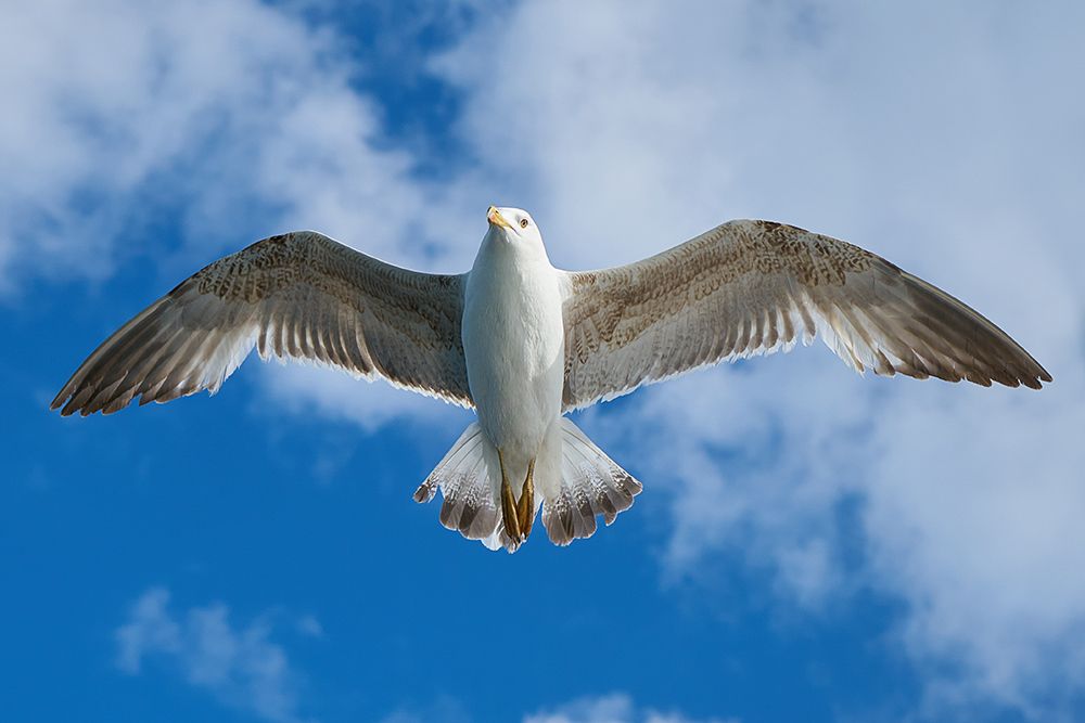 Flying Seagull art print by Engin Akyurt for $57.95 CAD