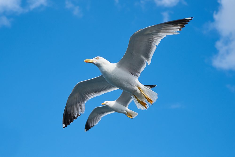 Flying Seagull art print by Engin Akyurt for $57.95 CAD