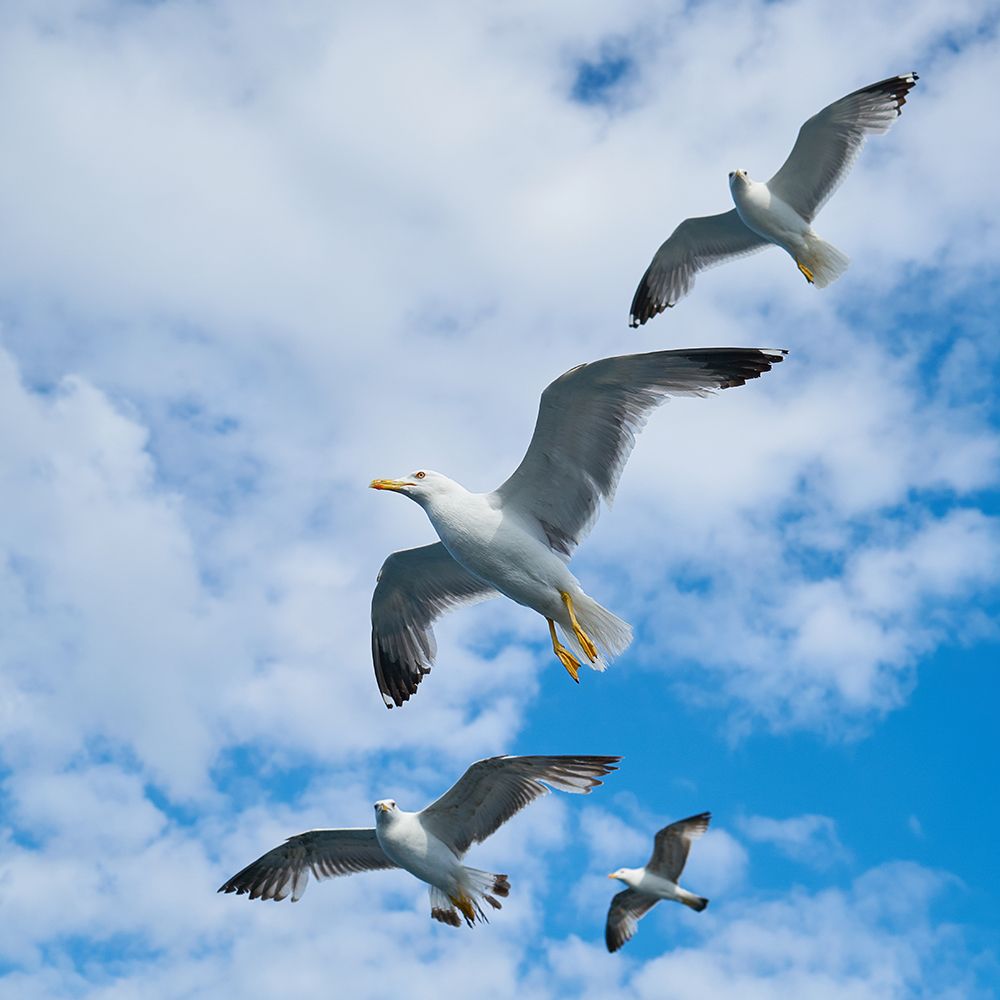 Flying Seagull art print by Engin Akyurt for $57.95 CAD