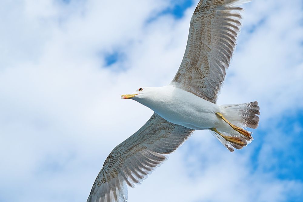 Flying Seagull art print by Engin Akyurt for $57.95 CAD