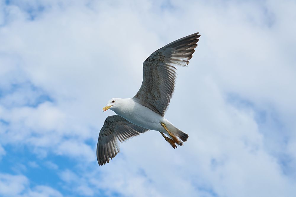 Flying Seagull art print by Engin Akyurt for $57.95 CAD