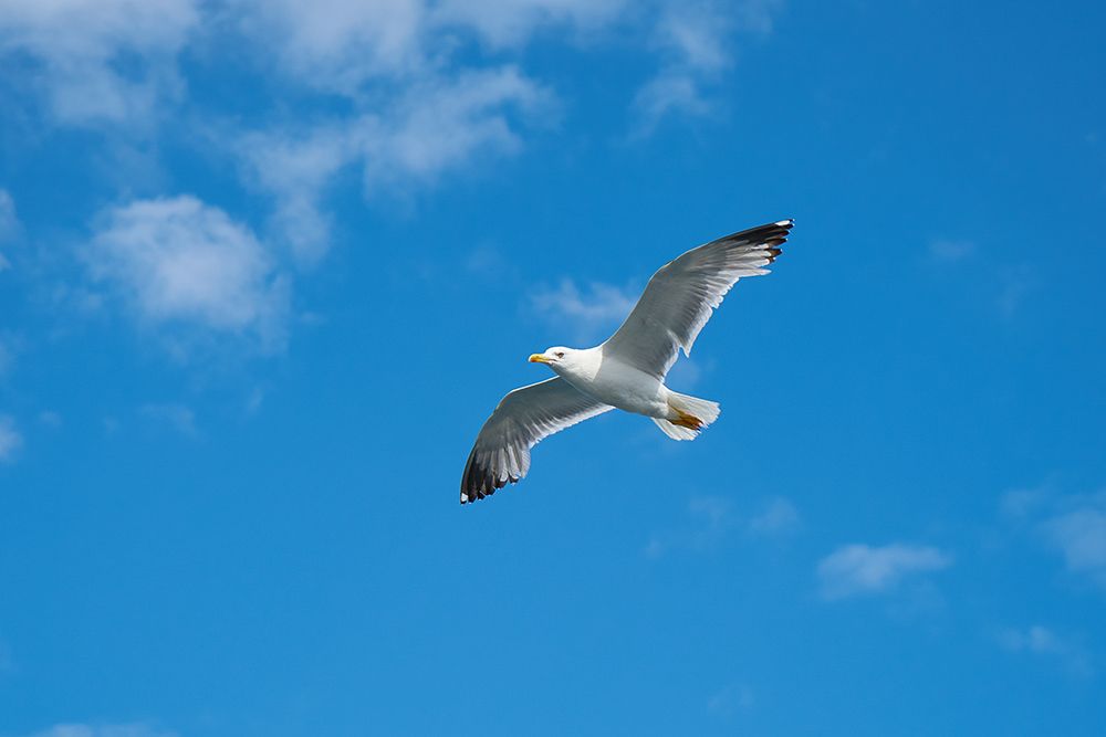 Flying Seagull art print by Engin Akyurt for $57.95 CAD