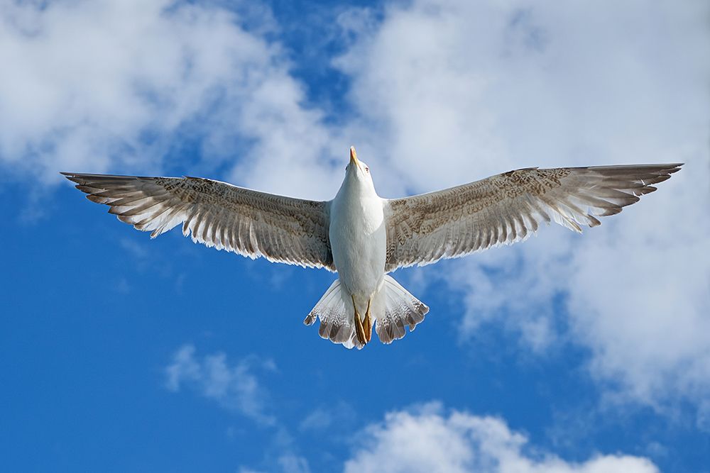 Flying Seagull art print by Engin Akyurt for $57.95 CAD