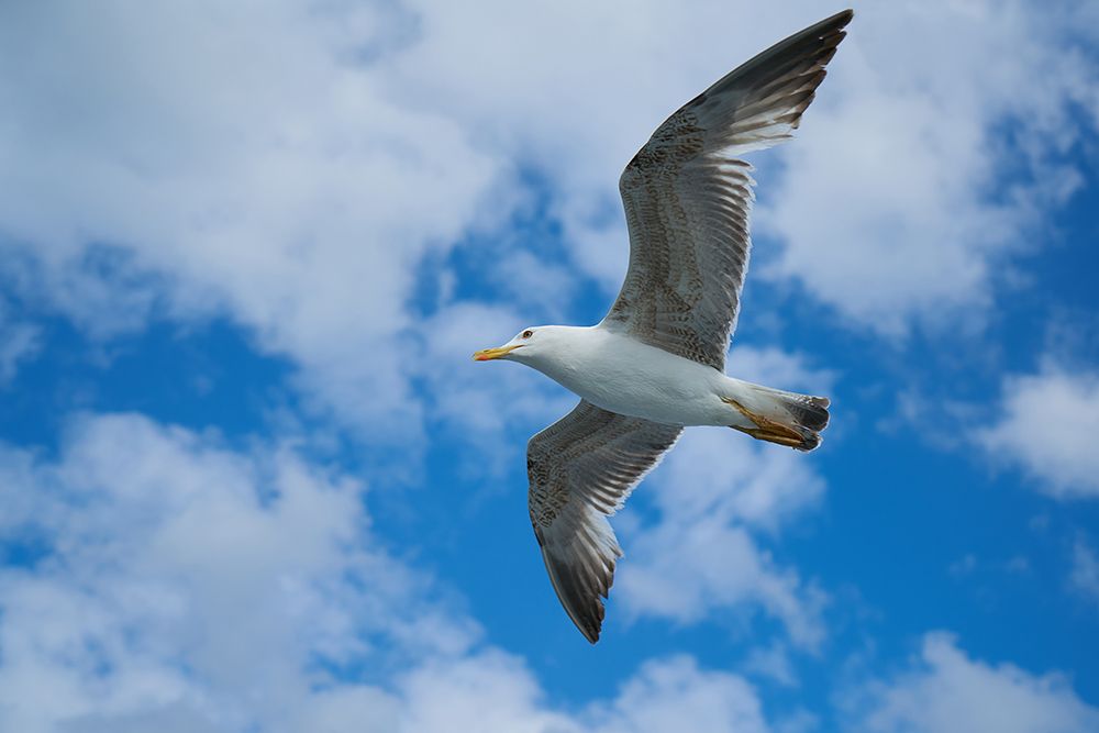Flying Seagull art print by Engin Akyurt for $57.95 CAD