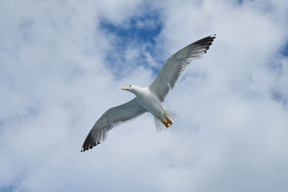 Flying Seagull art print by Engin Akyurt for $57.95 CAD