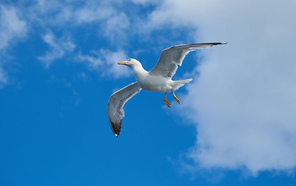 Flying Seagull art print by Engin Akyurt for $57.95 CAD