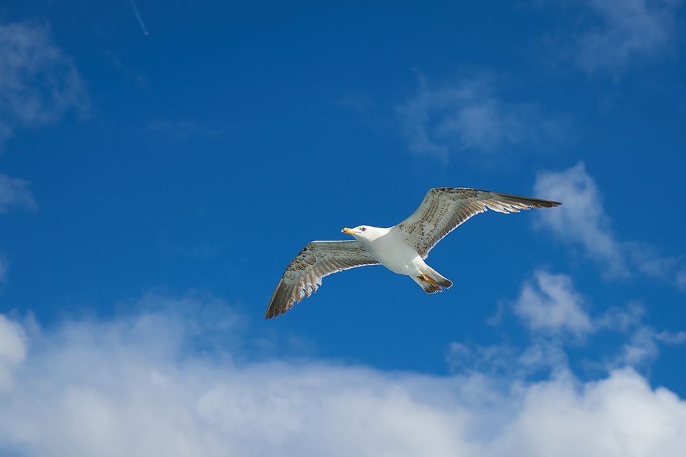Flying Seagull art print by Engin Akyurt for $57.95 CAD