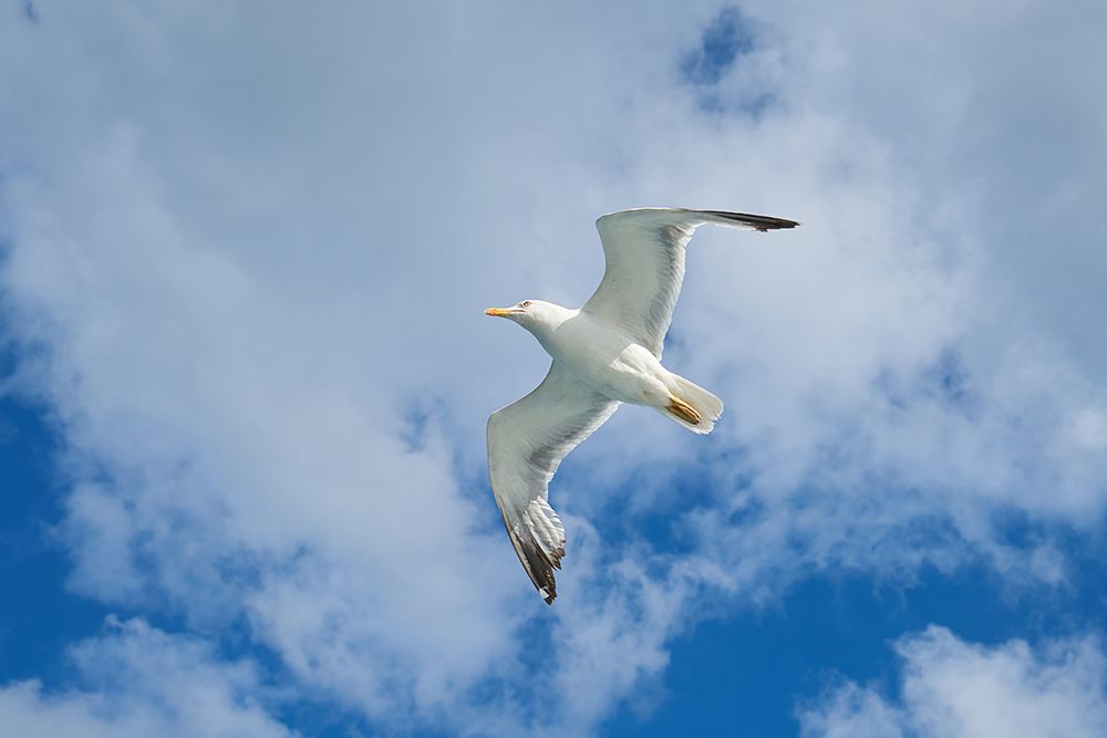Flying Seagull art print by Engin Akyurt for $57.95 CAD