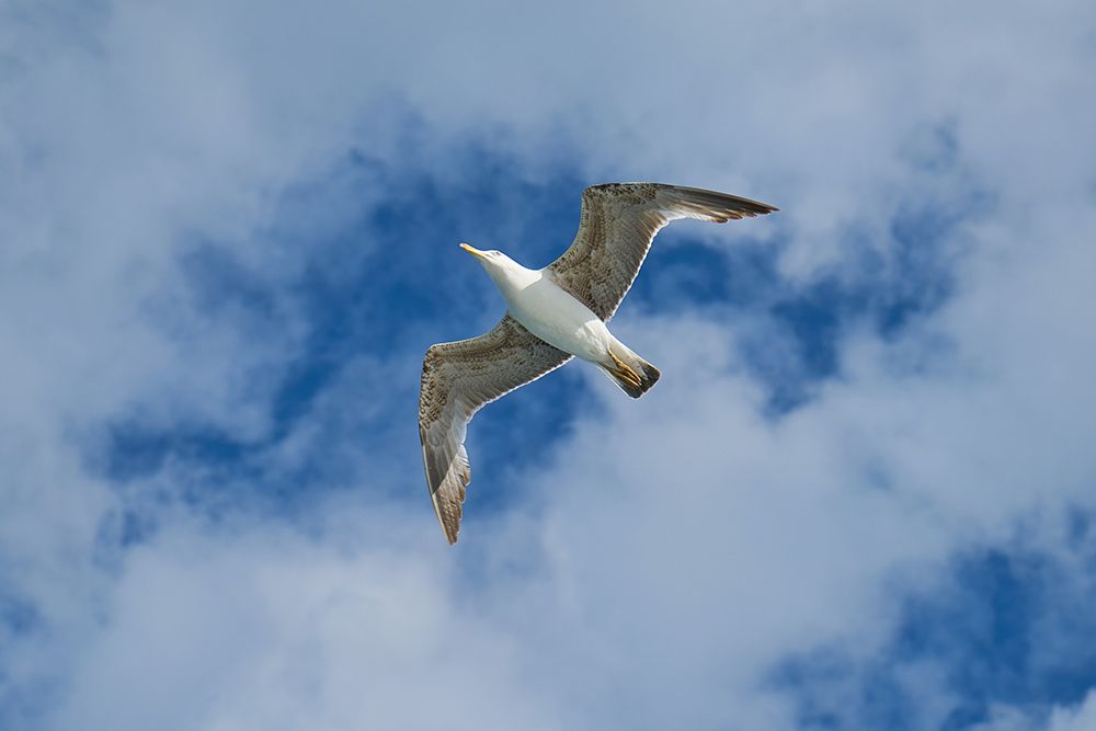 Flying Seagull art print by Engin Akyurt for $57.95 CAD