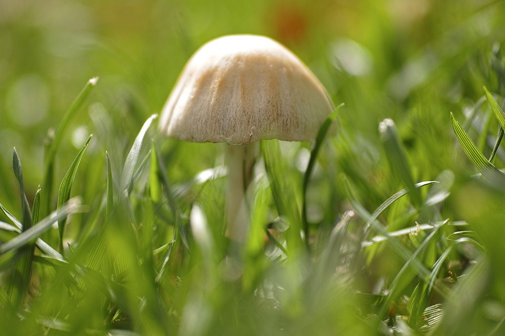 Mushroom art print by Engin Akyurt for $57.95 CAD