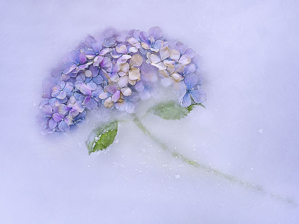 Hidrangen Flower Among The Ice. art print by Pedro Uranga for $57.95 CAD