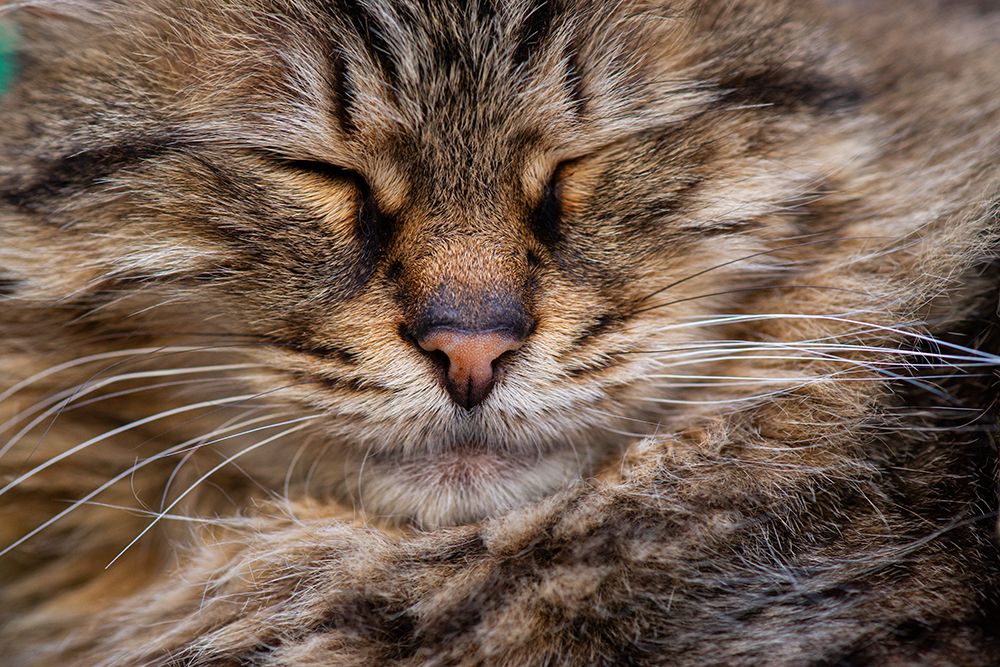 Cute Cat art print by Engin Akyurt for $57.95 CAD