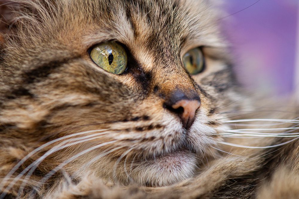 Cute Cat art print by Engin Akyurt for $57.95 CAD