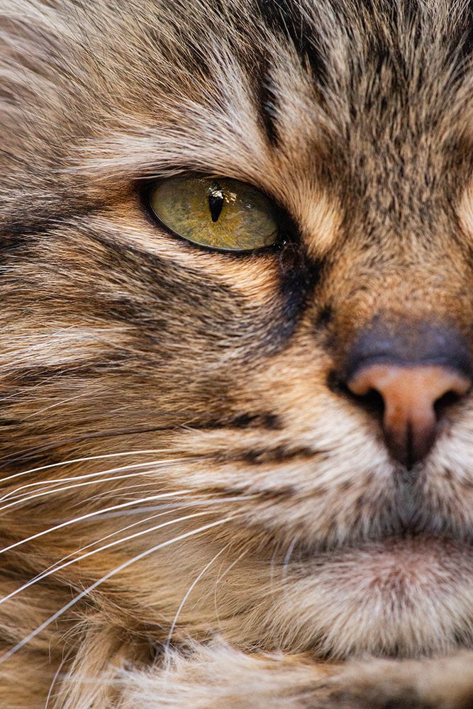 Cute Cat art print by Engin Akyurt for $57.95 CAD
