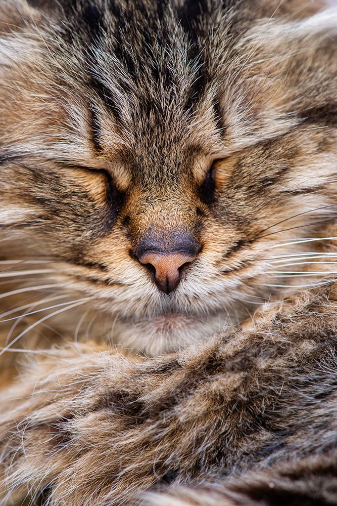 Cute Cat art print by Engin Akyurt for $57.95 CAD