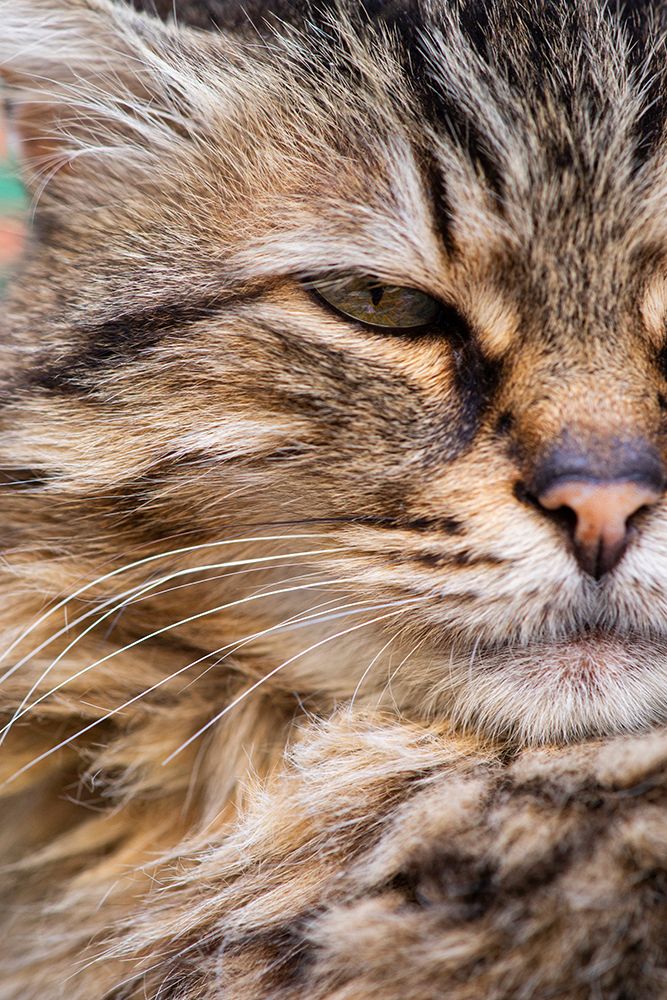 Cute Cat art print by Engin Akyurt for $57.95 CAD