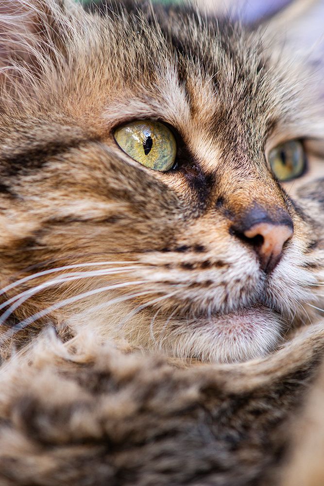 Cute Cat art print by Engin Akyurt for $57.95 CAD
