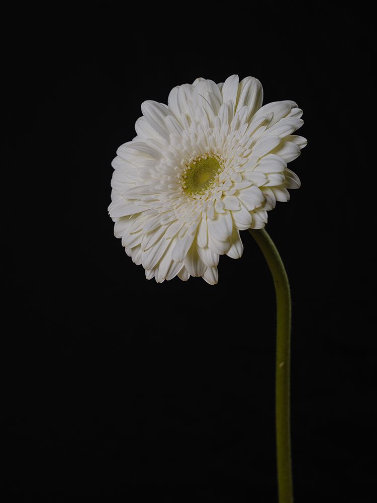 Beautiful Flower art print by Engin Akyurt for $57.95 CAD