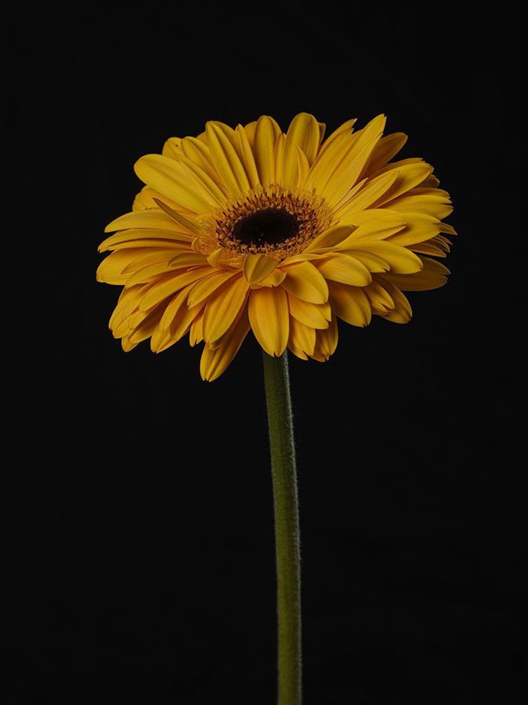 Beautiful Flower art print by Engin Akyurt for $57.95 CAD