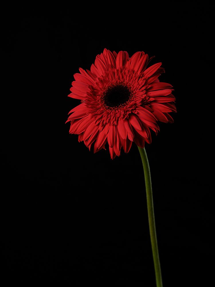 Beautiful Flower art print by Engin Akyurt for $57.95 CAD