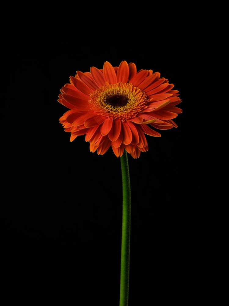 Beautiful Flower art print by Engin Akyurt for $57.95 CAD