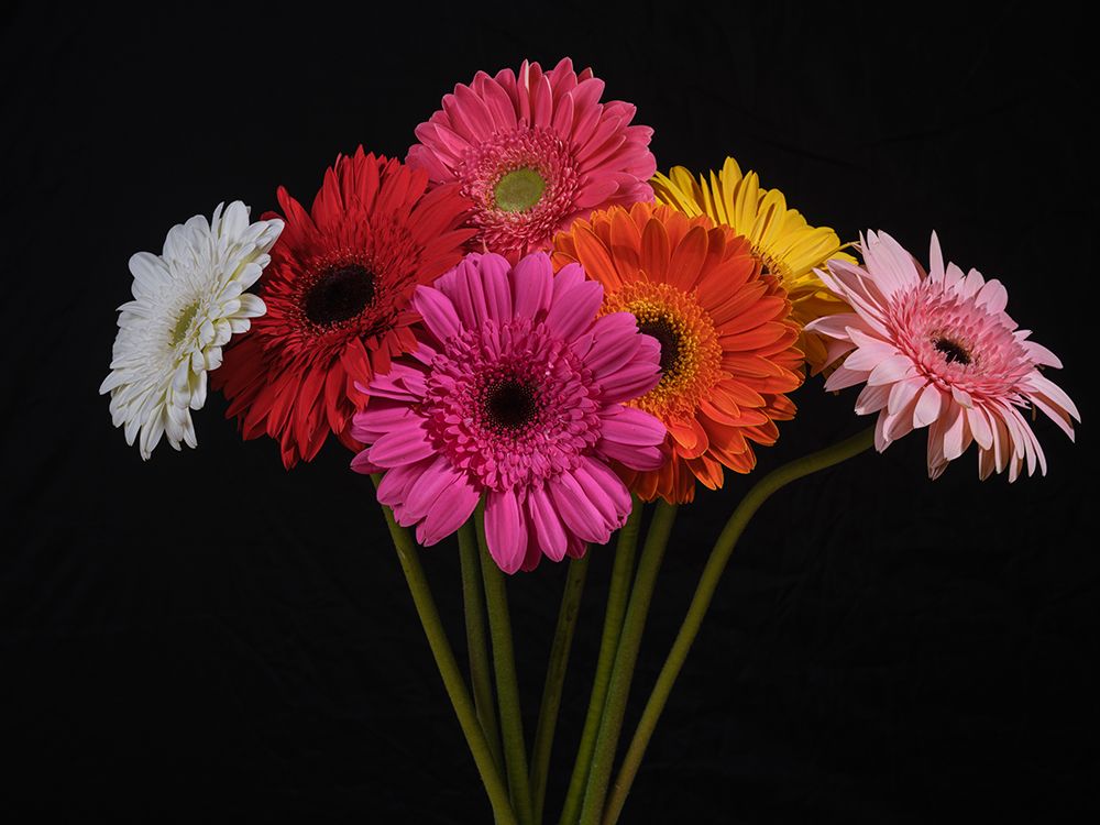 Multicolored Gerbera Flowers art print by Engin Akyurt for $57.95 CAD