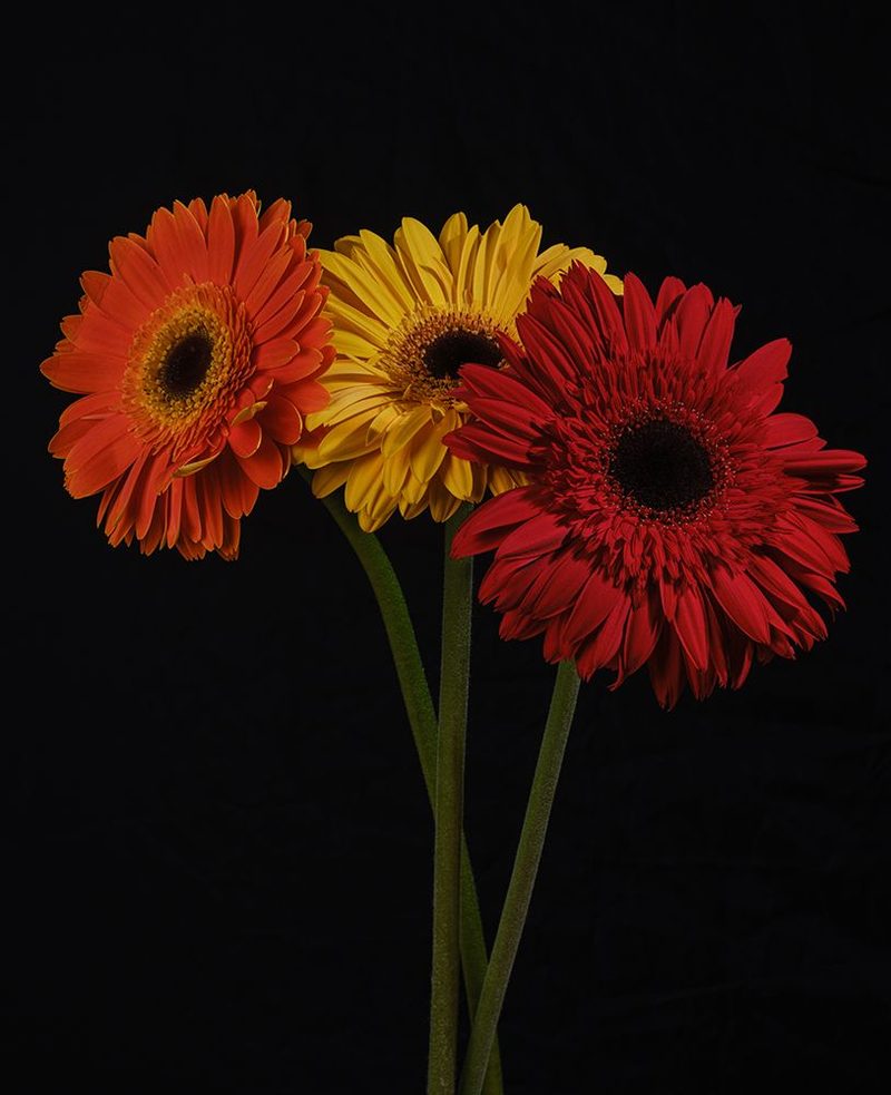 Multicolored Gerbera Flowers art print by Engin Akyurt for $57.95 CAD