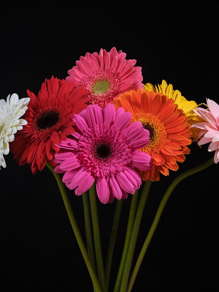 Multicolored Gerbera Flowers art print by Engin Akyurt for $57.95 CAD
