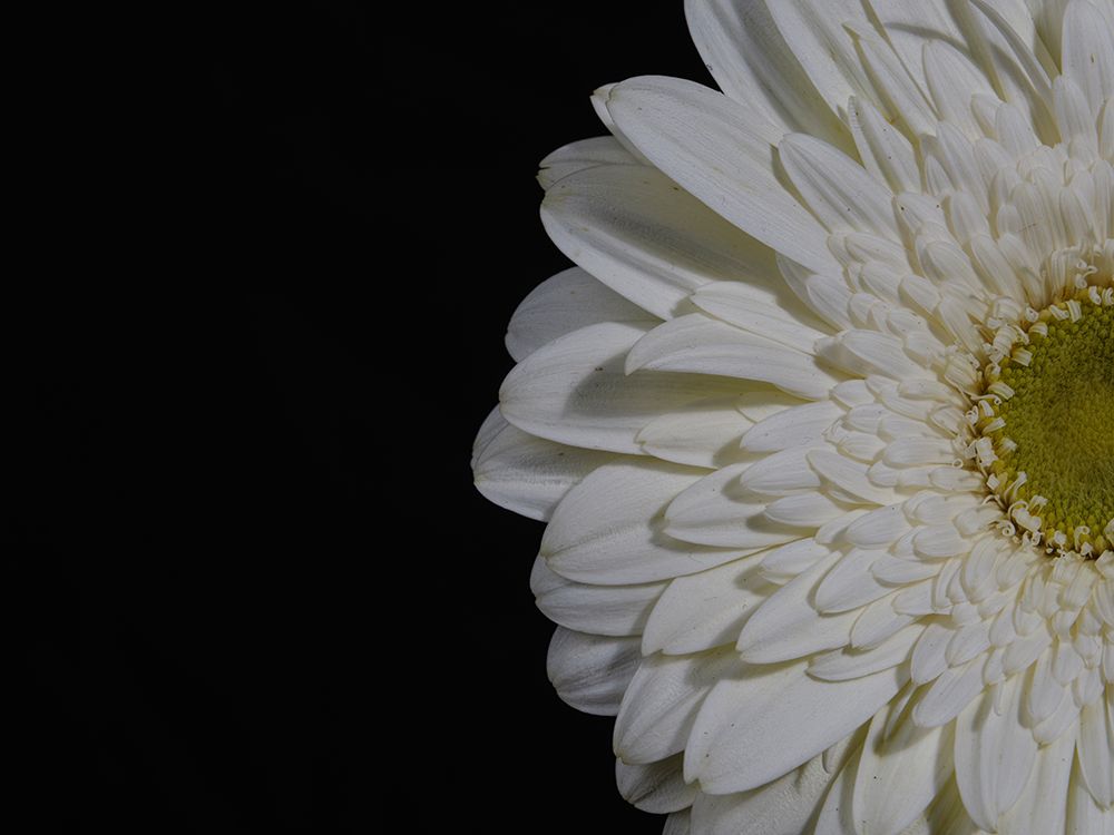Beautiful Flower art print by Engin Akyurt for $57.95 CAD