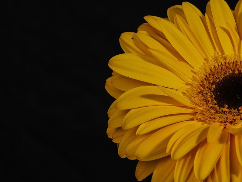 Beautiful Flower art print by Engin Akyurt for $57.95 CAD