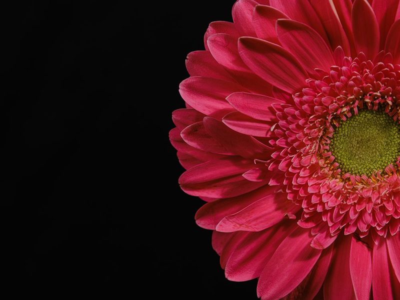 Beautiful Flower art print by Engin Akyurt for $57.95 CAD