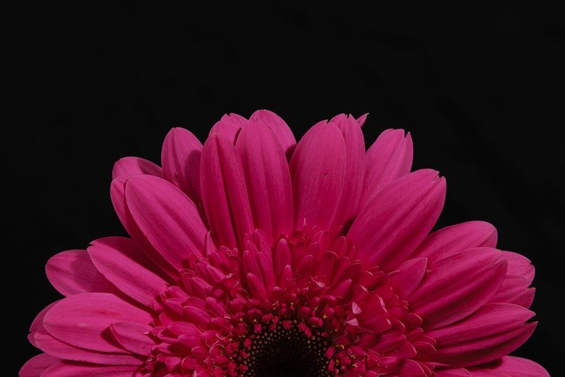 Beautiful Flower art print by Engin Akyurt for $57.95 CAD