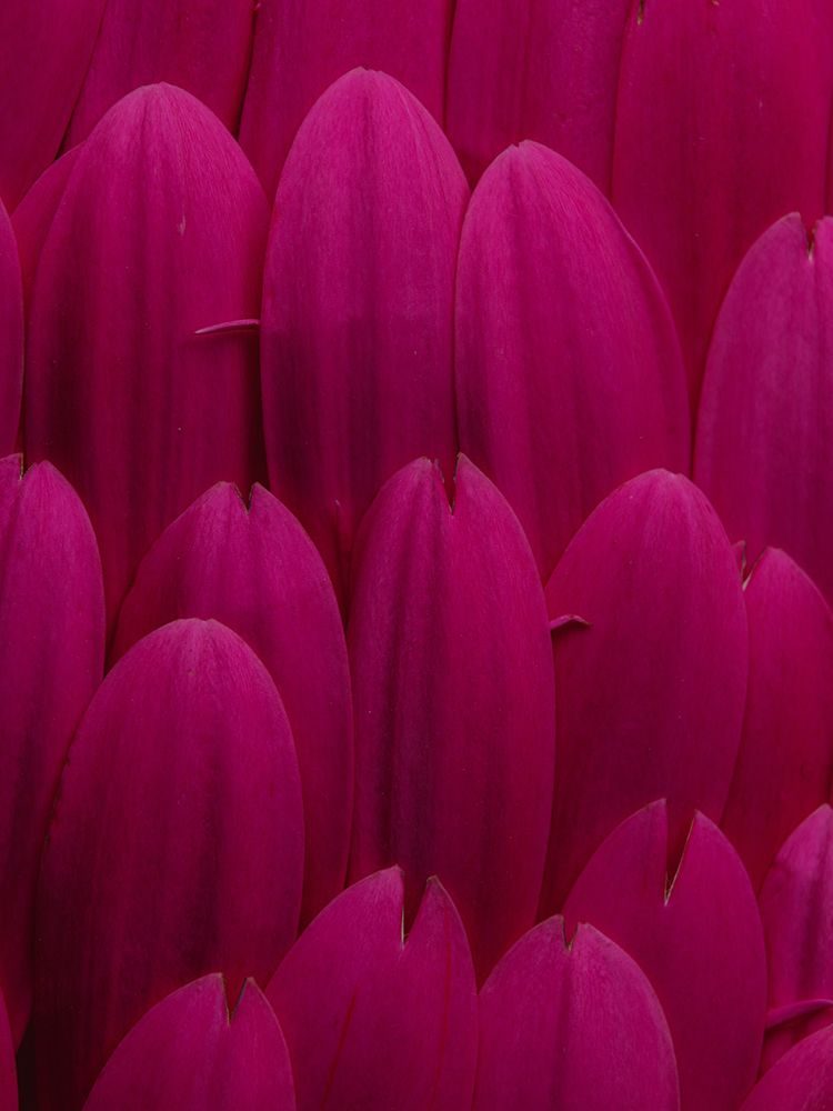 Flower Petals art print by Engin Akyurt for $57.95 CAD