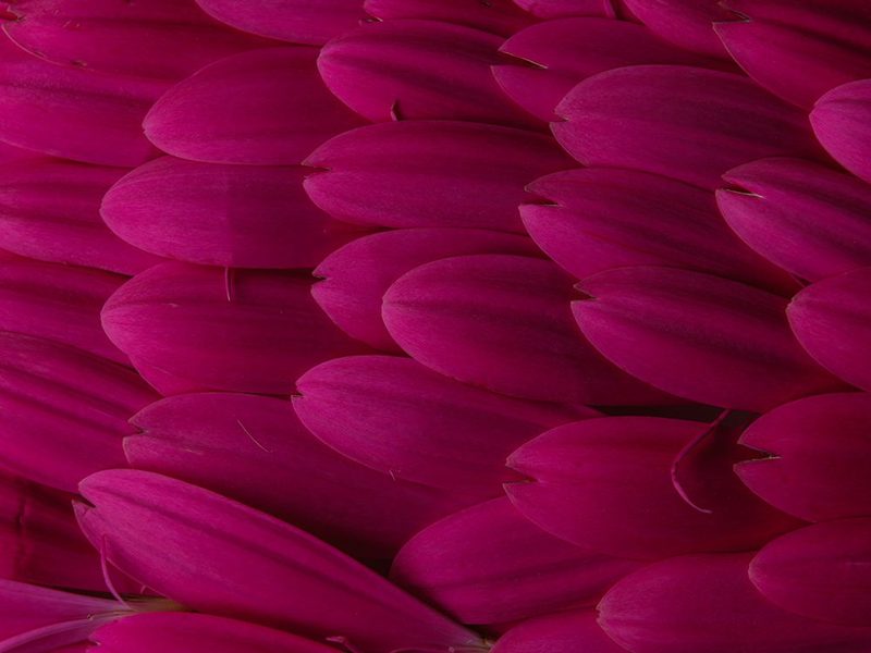 Flower Petals art print by Engin Akyurt for $57.95 CAD