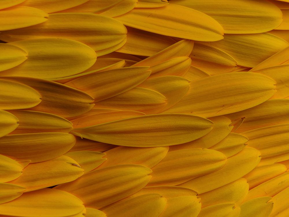 Flower Petals art print by Engin Akyurt for $57.95 CAD