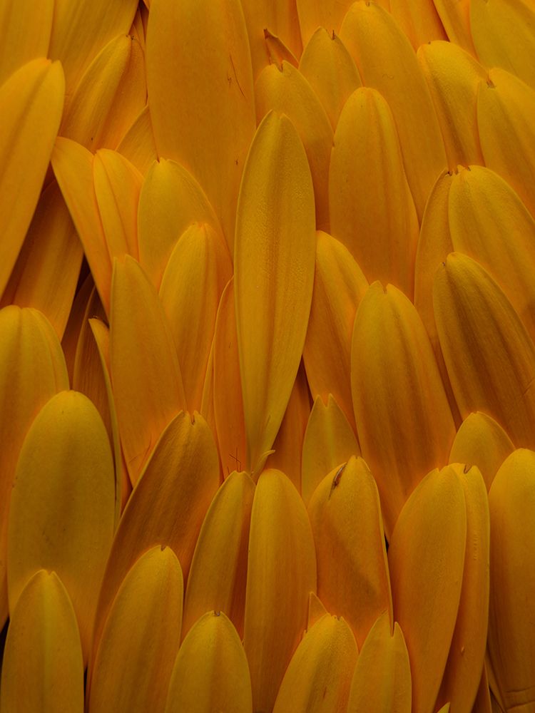 Flower Petals art print by Engin Akyurt for $57.95 CAD