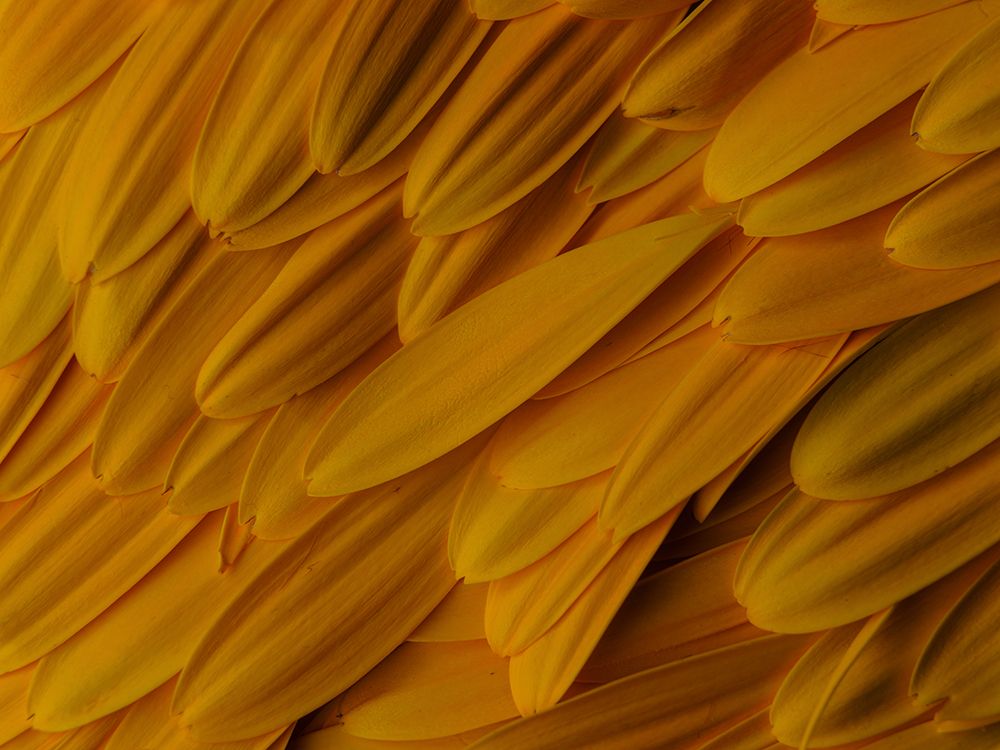 Flower Petals art print by Engin Akyurt for $57.95 CAD