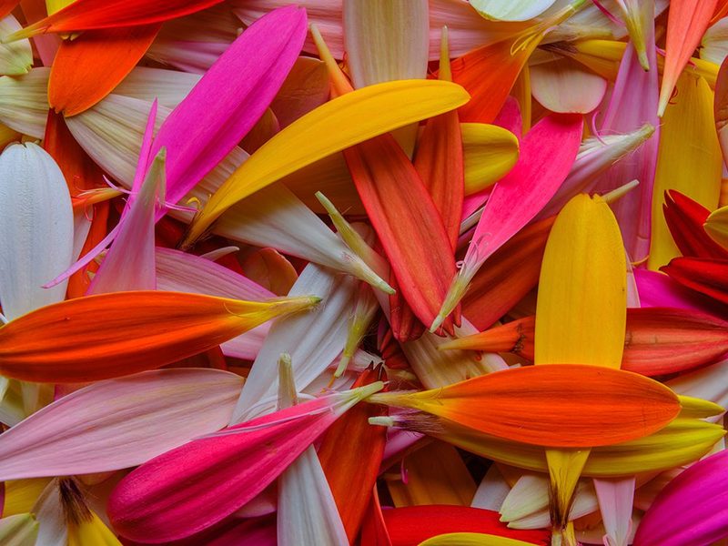 Colorful Flower Petals art print by Engin Akyurt for $57.95 CAD