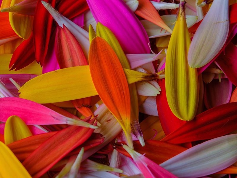 Colorful Flower Petals art print by Engin Akyurt for $57.95 CAD