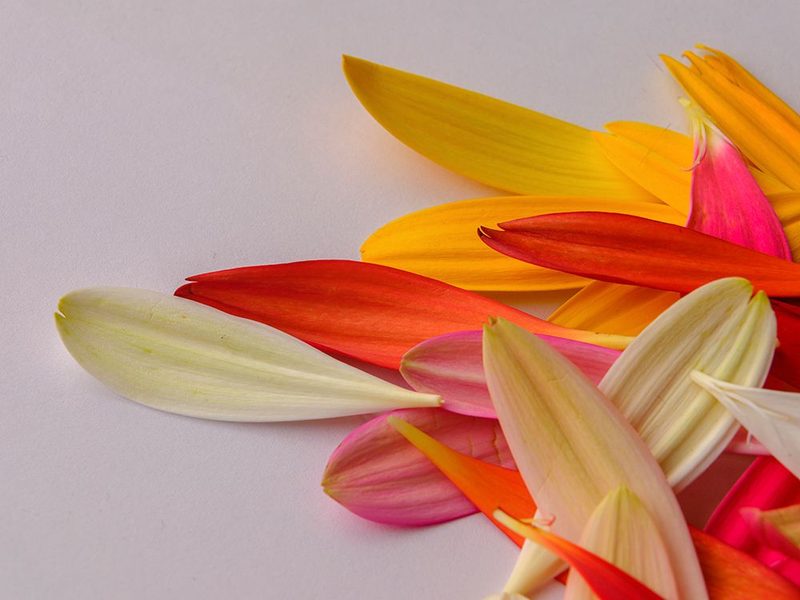 Colorful Flower Petals art print by Engin Akyurt for $57.95 CAD